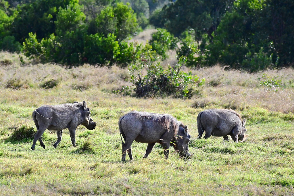 Ol Pejeta Conservacy
